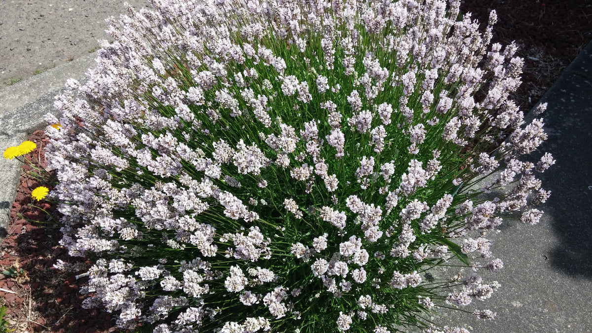 Lavender Melissa Plant 4 Inch Pot Herb Garden Aromatherapy