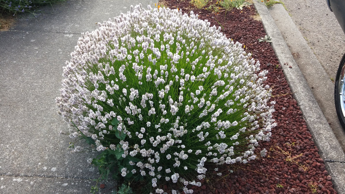 Lavender Melissa Plant 4 Inch Pot Herb Garden Aromatherapy