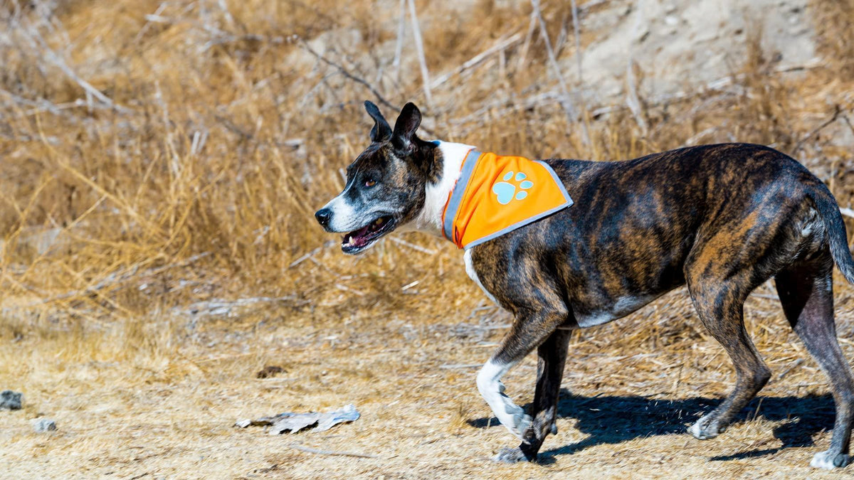 Bandana réfléchissant haute visibilité pour chien, tour de poitrine 62 cm x tour de cou 56 cm, orange