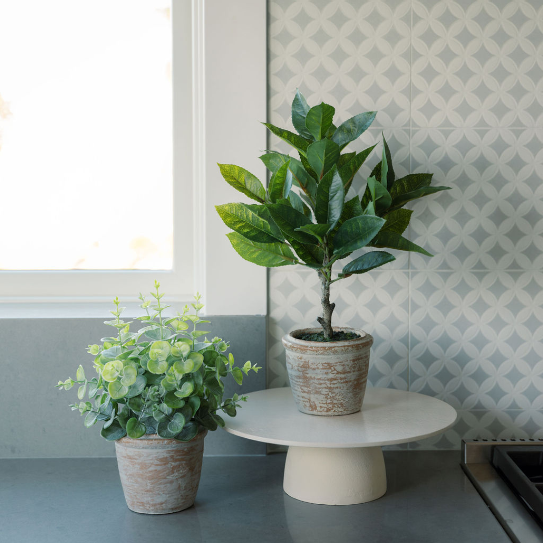Ensemble de topiaires Eucalyptus de 10 po et Agrumes de 16 po