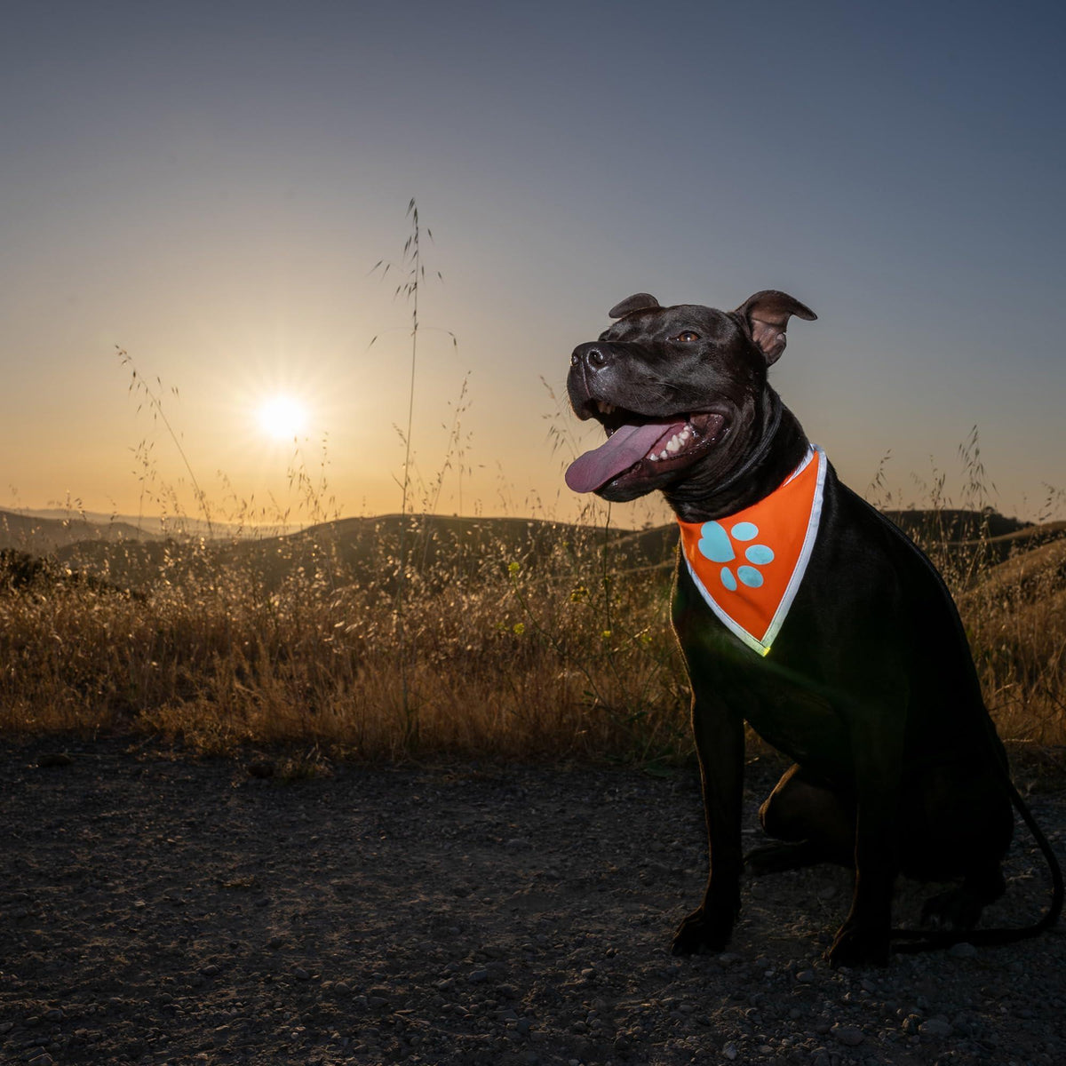 Bandana réfléchissant pour chien haute visibilité, taille S, tour de cou 25 cm, orange