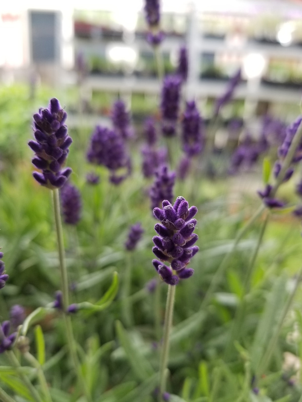 Live Hidcote Lavender Plant (Lavandula angustifolia)