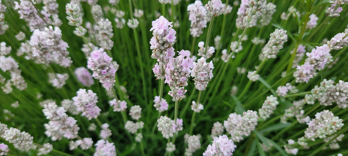 Lavender Melissa Plant 4 Inch Pot Herb Garden Aromatherapy