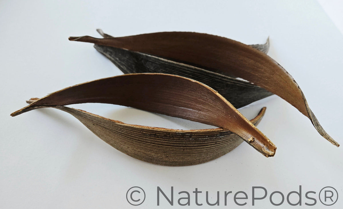 Pagaies en palmes de cocotier (lot de 3)