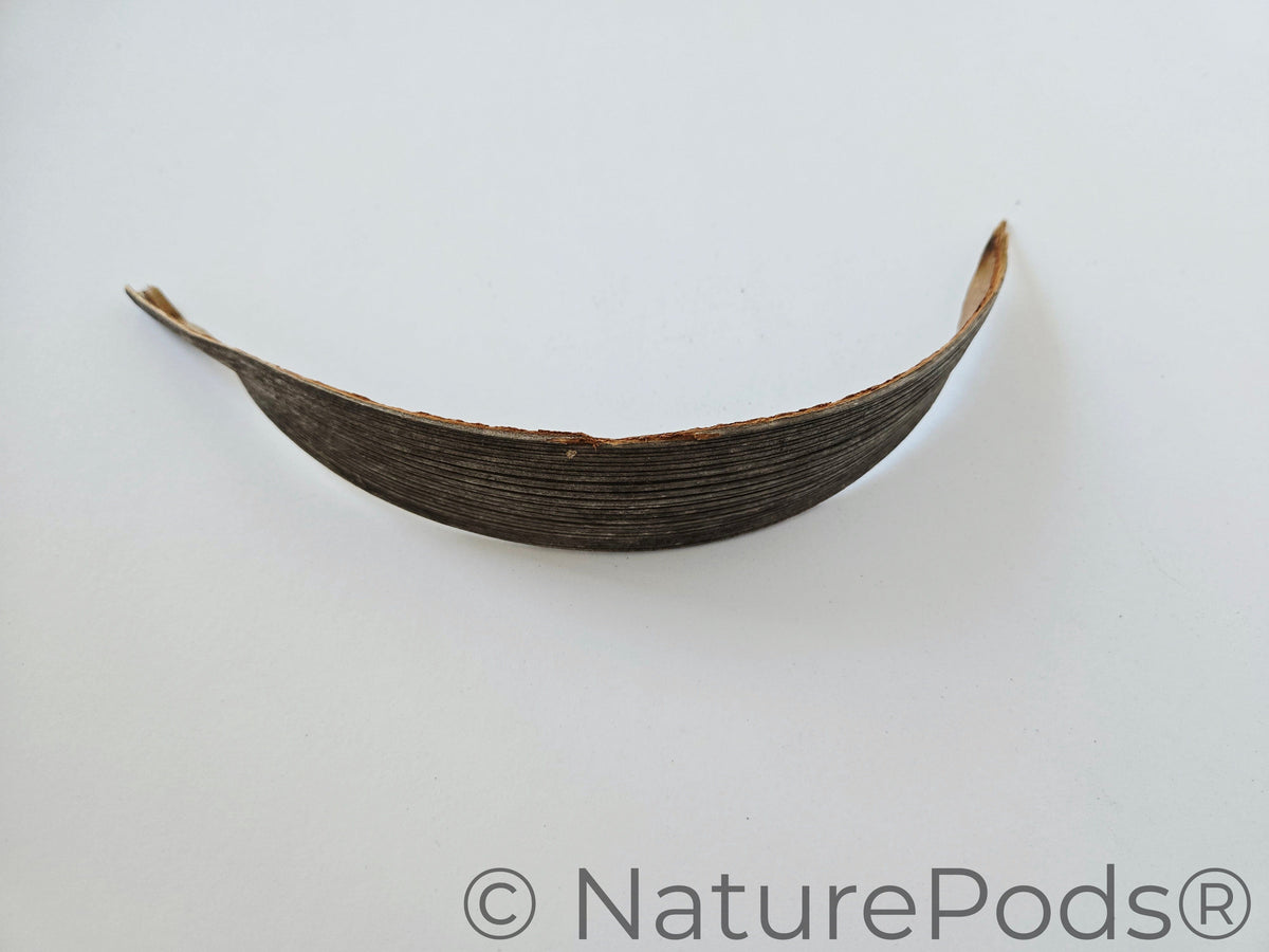 Pagaies en palmes de cocotier (lot de 3)