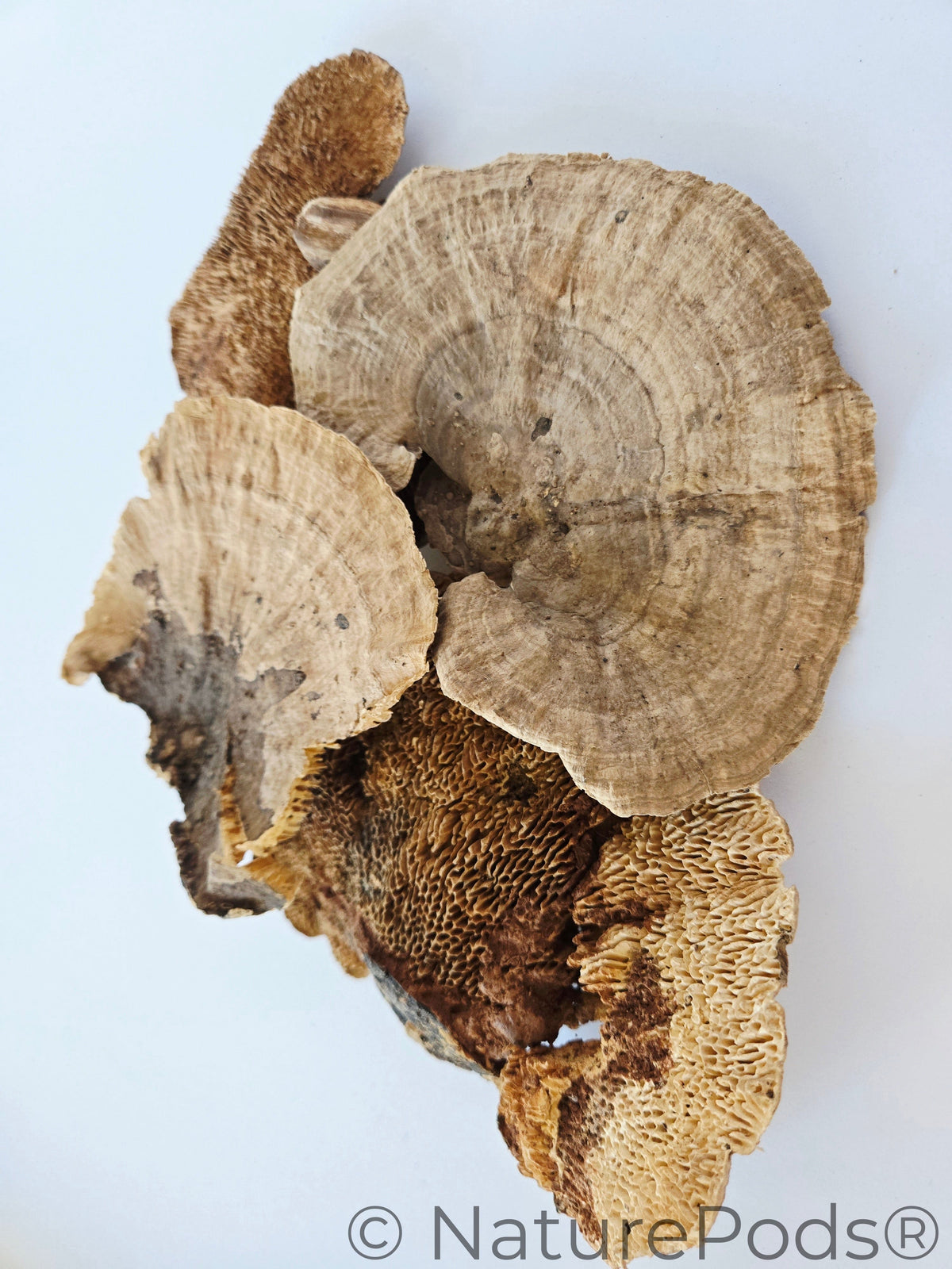 Cappelli di spugnole
