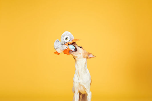 Big Bill & the Beak-A-Boo Fish 2-in-1 Dog Toy