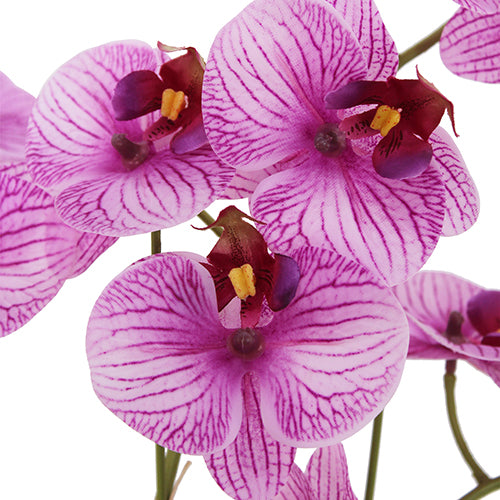 Orchidée Phalaenopsis de 23"