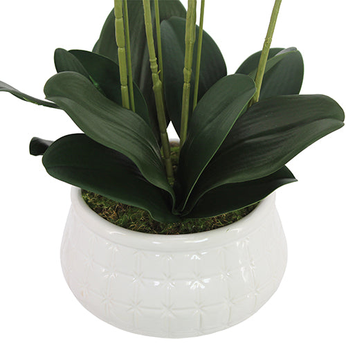 Orchidée Phalaenopsis de 23"