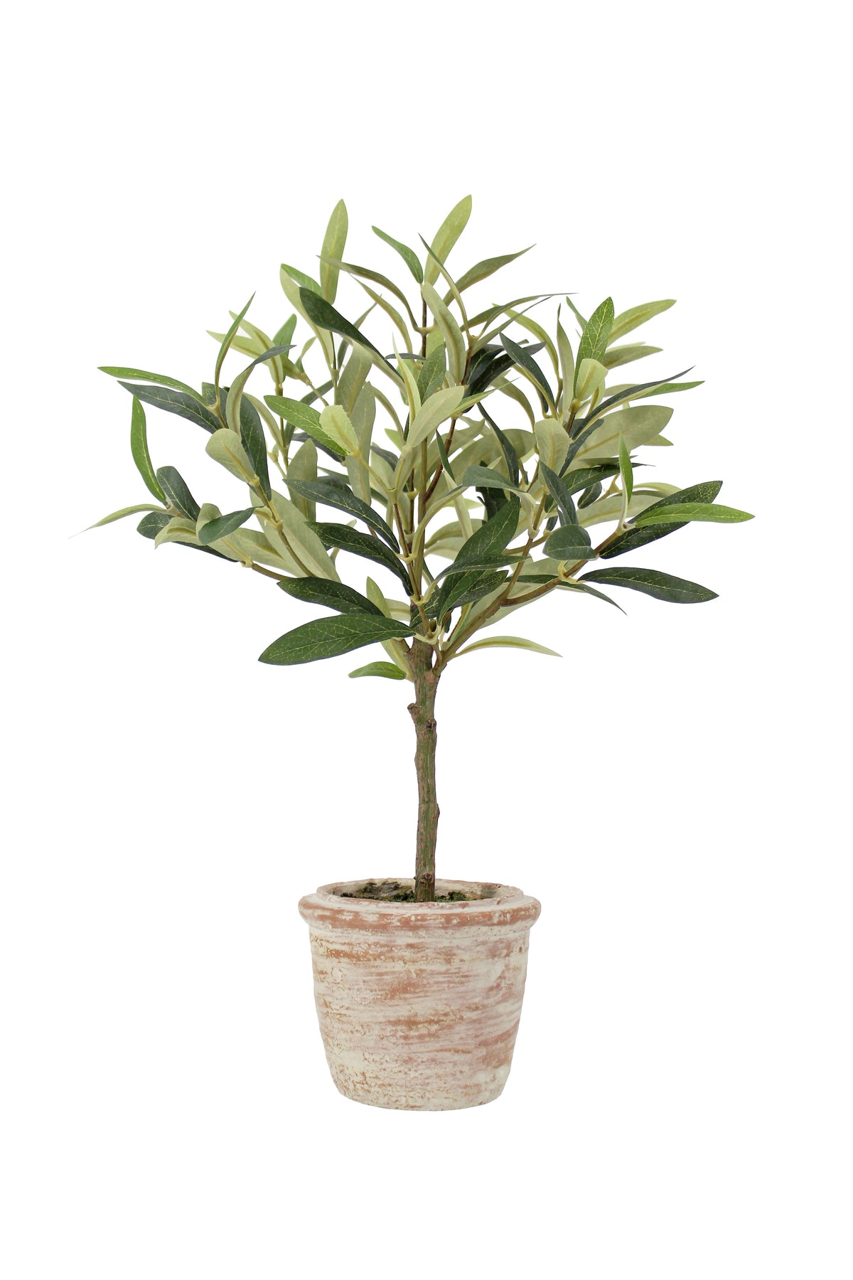 Set di piante topiarie da 12" al rosmarino e 16" all'olivo