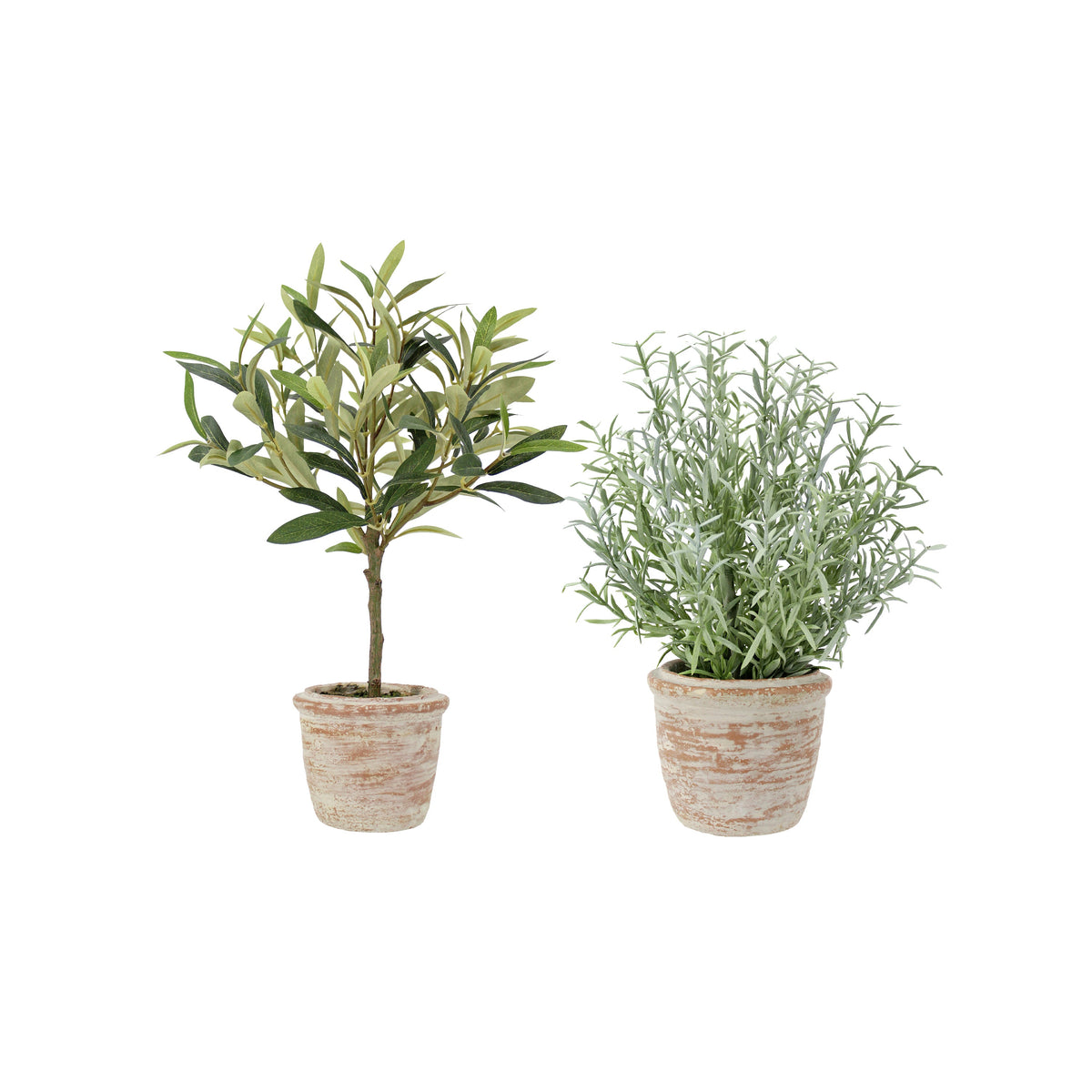 Set di piante topiarie da 12" al rosmarino e 16" all'olivo