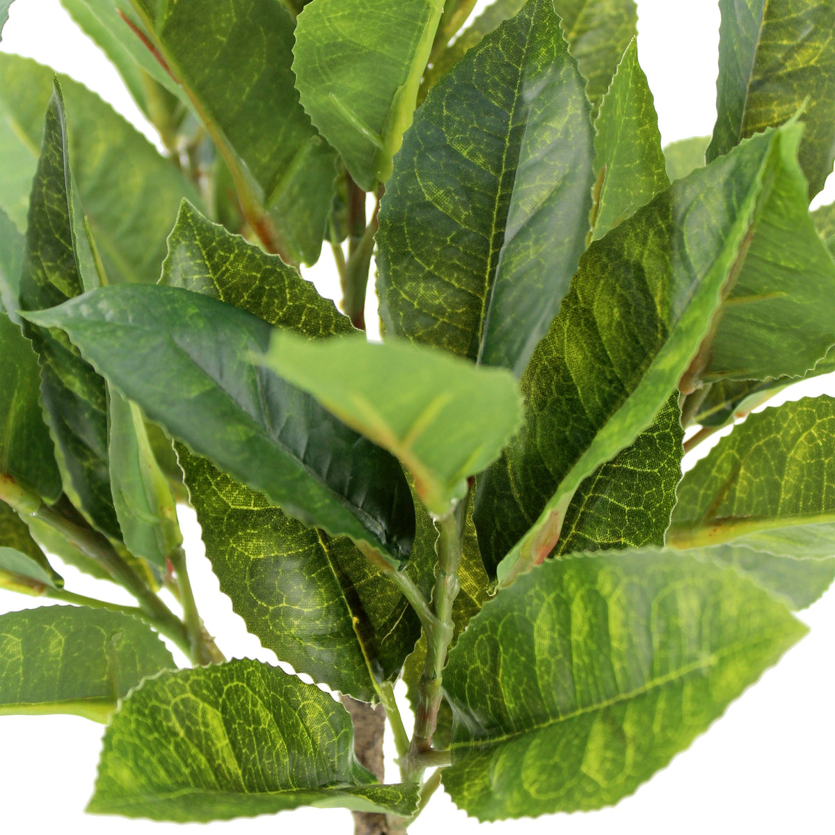 Ensemble de topiaires Eucalyptus de 10 po et Agrumes de 16 po