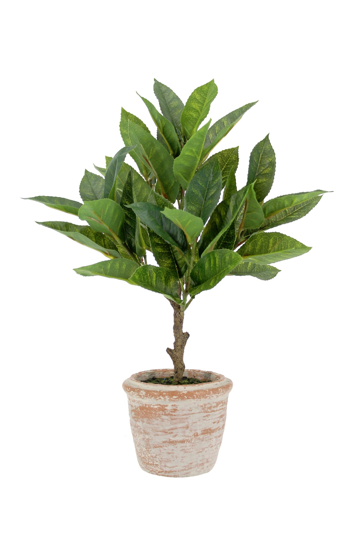Ensemble de topiaires Eucalyptus de 10 po et Agrumes de 16 po