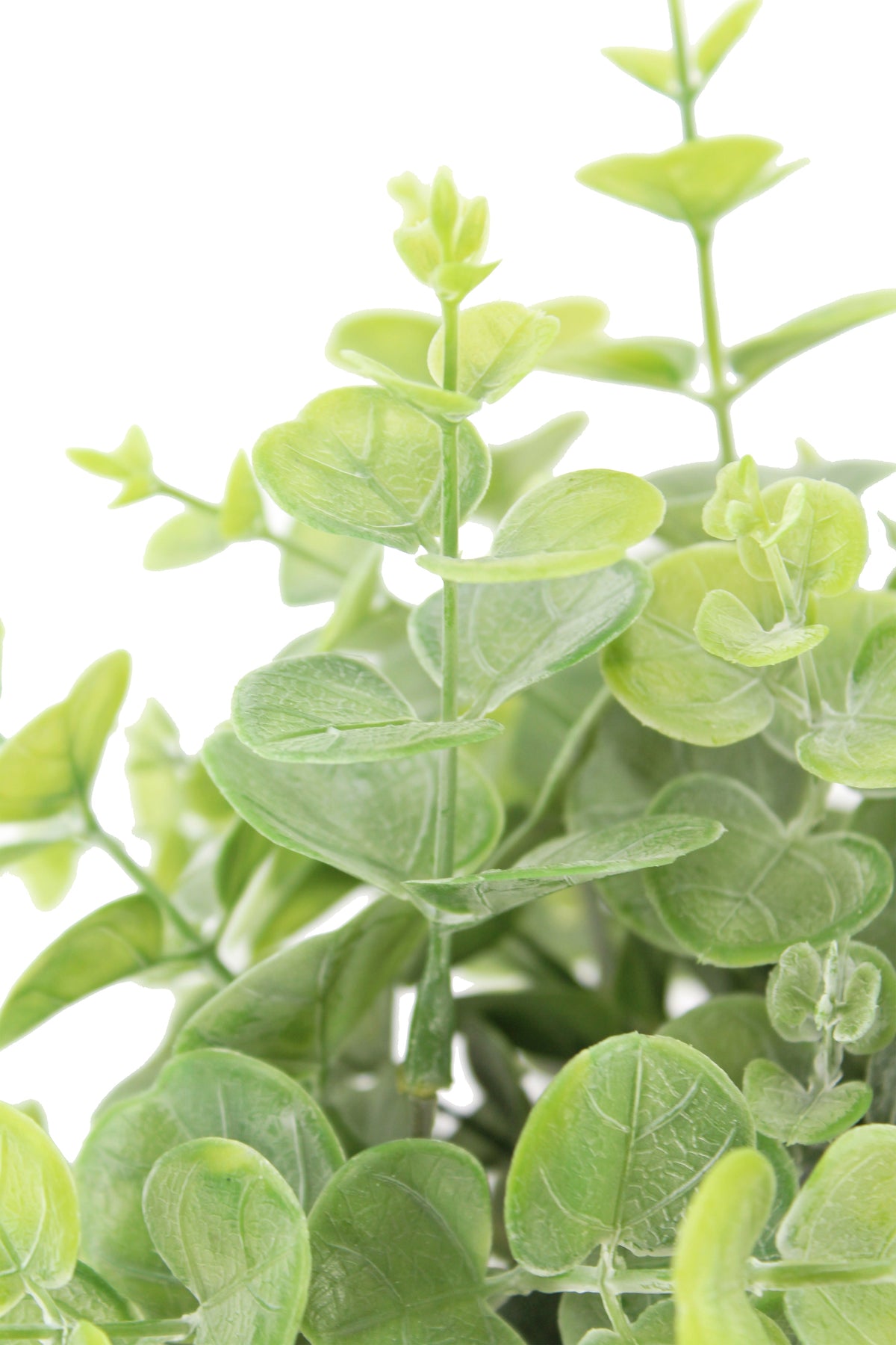 Ensemble de topiaires Eucalyptus de 10 po et Agrumes de 16 po