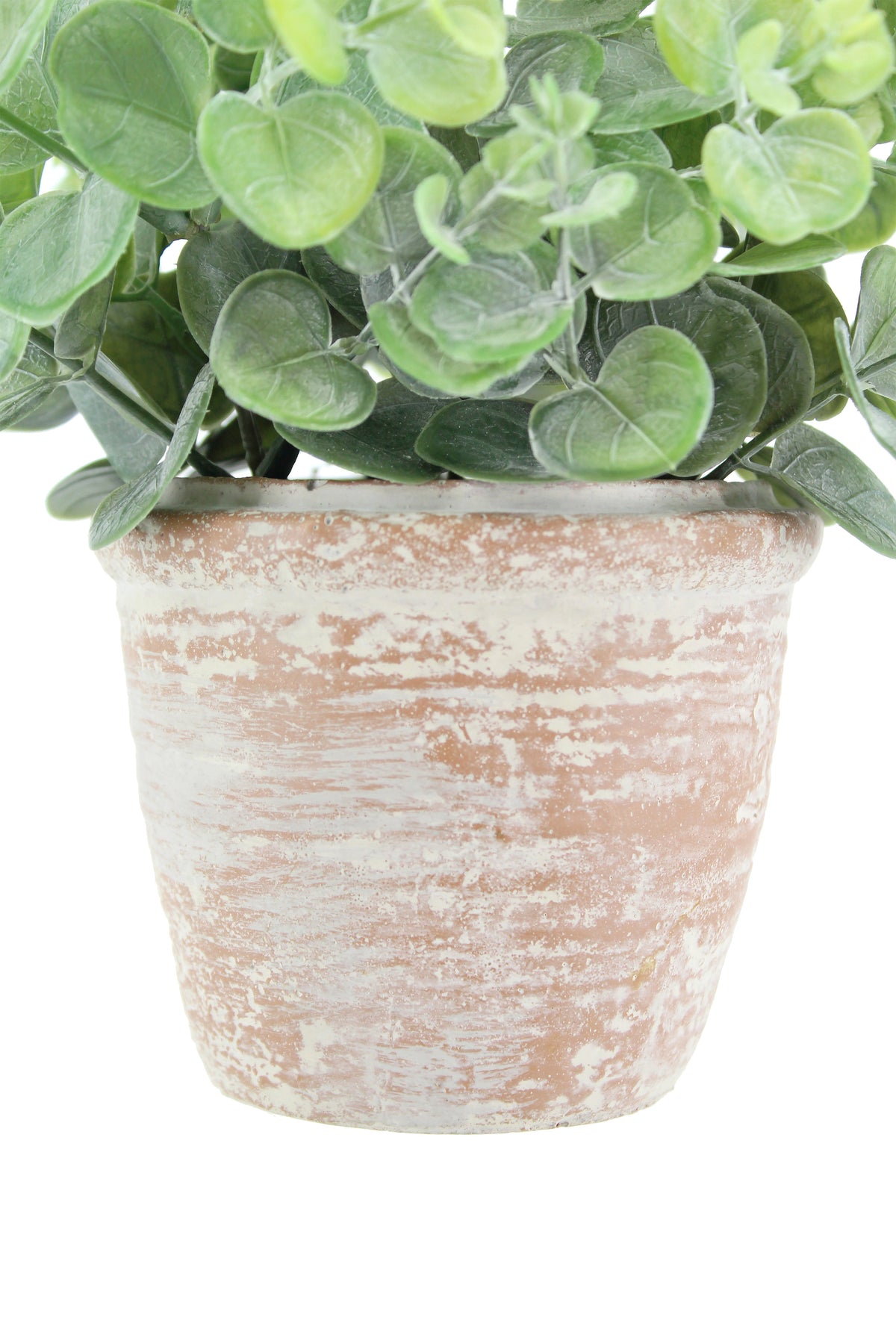 Ensemble de topiaires Eucalyptus de 10 po et Agrumes de 16 po
