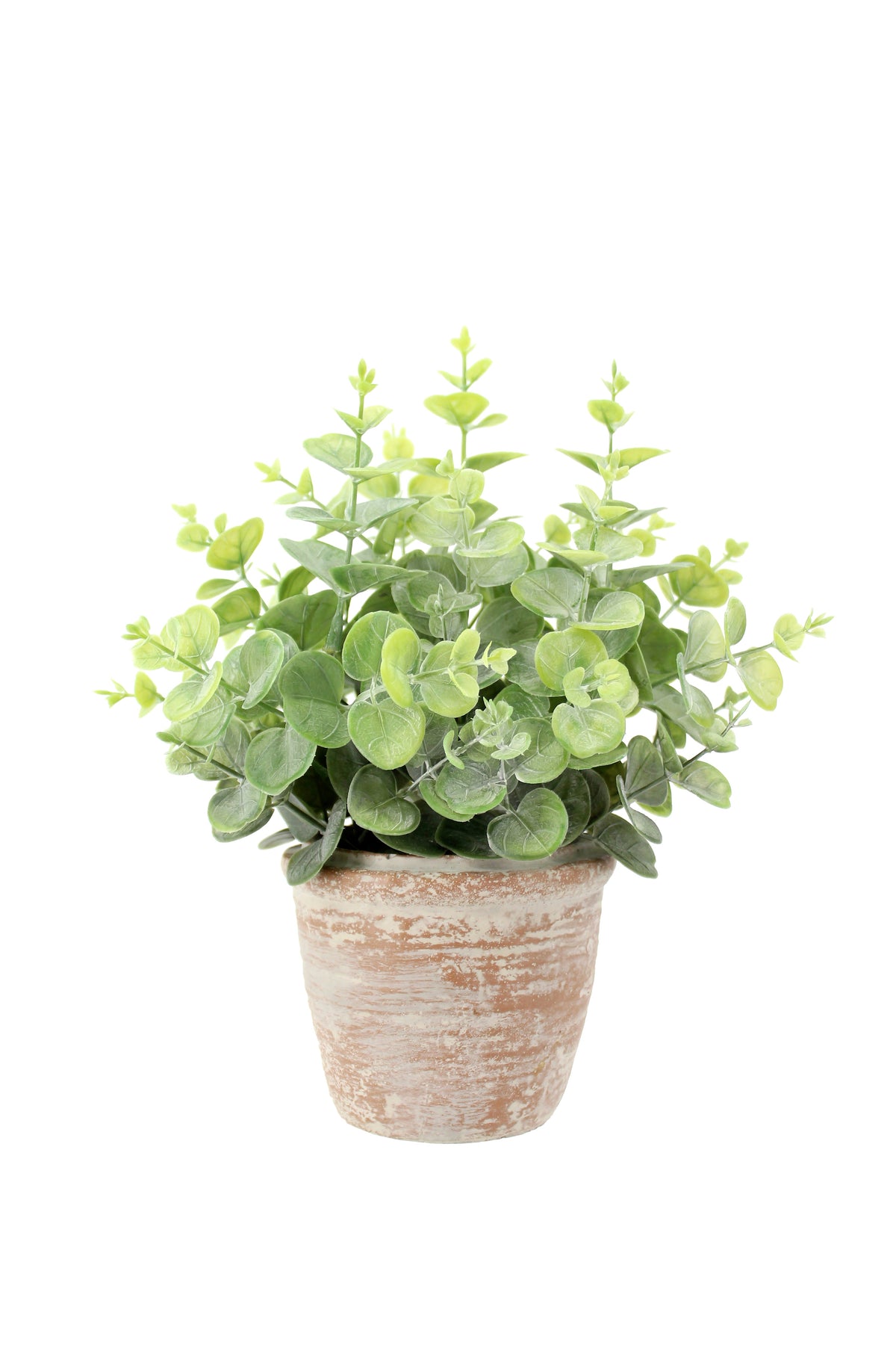 Ensemble de topiaires Eucalyptus de 10 po et Agrumes de 16 po