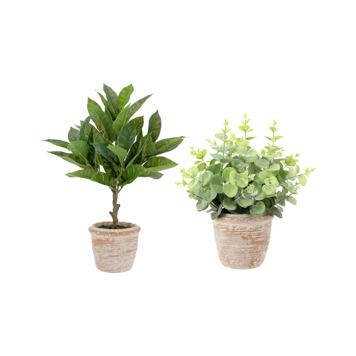 Ensemble de topiaires Eucalyptus de 10 po et Agrumes de 16 po