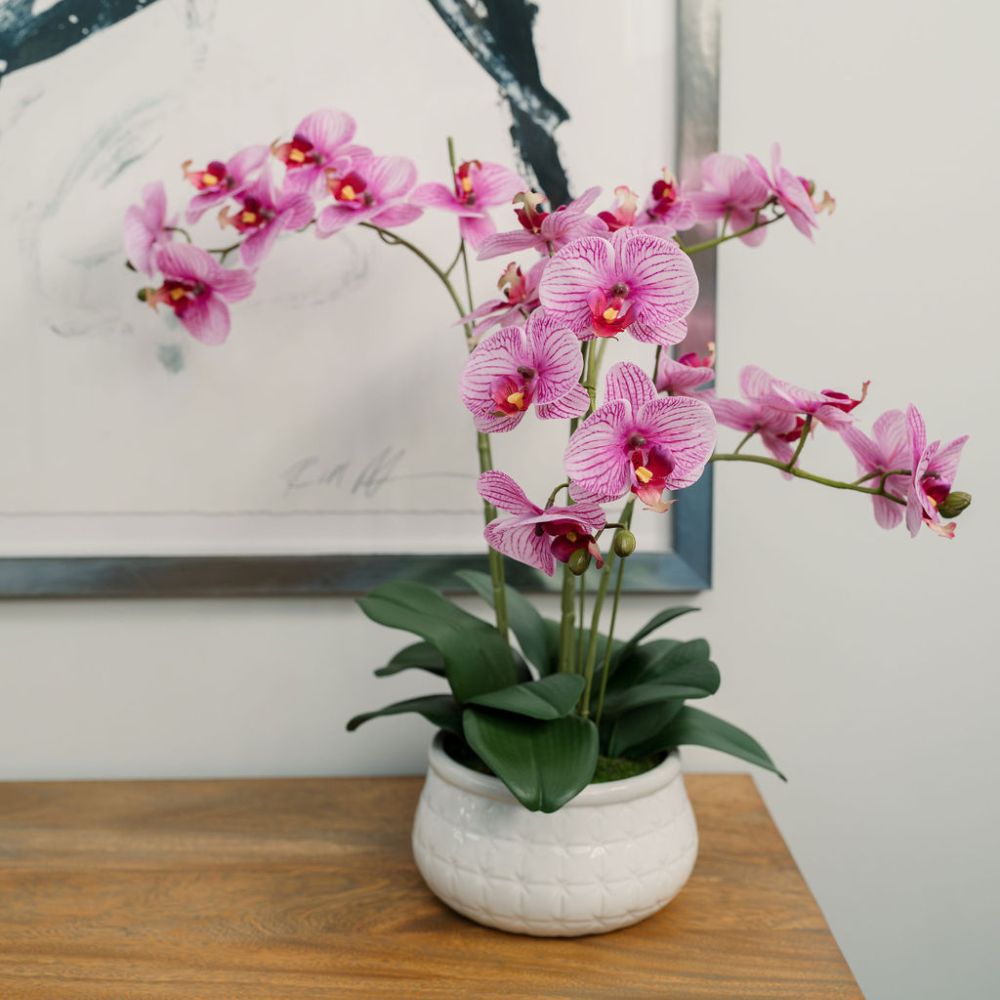 Orchidée Phalaenopsis de 23"