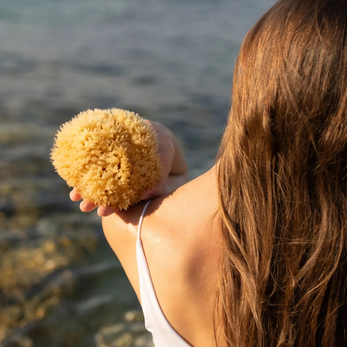 Éponge de mer - 100 % naturelle