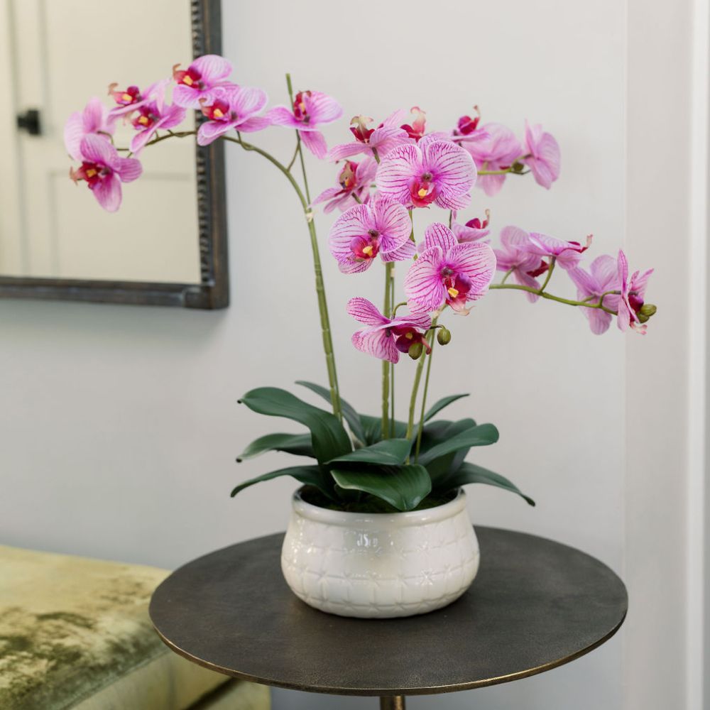 Orchidée Phalaenopsis de 23"