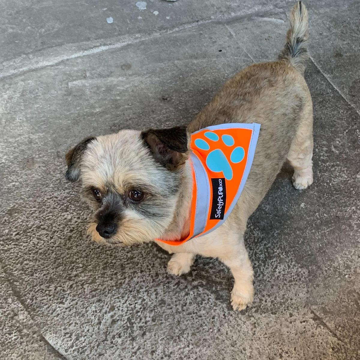 Bandana réfléchissant pour chien haute visibilité, taille S, tour de cou 25 cm, orange