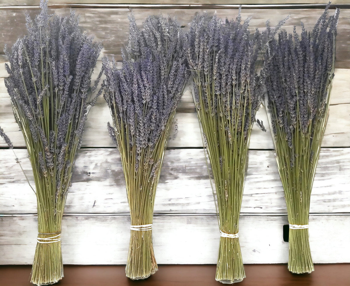 Dried Lavender Bundles 16"-22" Grosso for Home Decor Aromatherapy Floral Display
