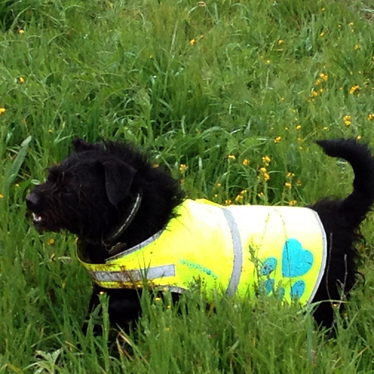 Gilet di sicurezza riflettente per cani ad alta visibilità, taglia S, torace 62 cm x collo 43 cm, giallo