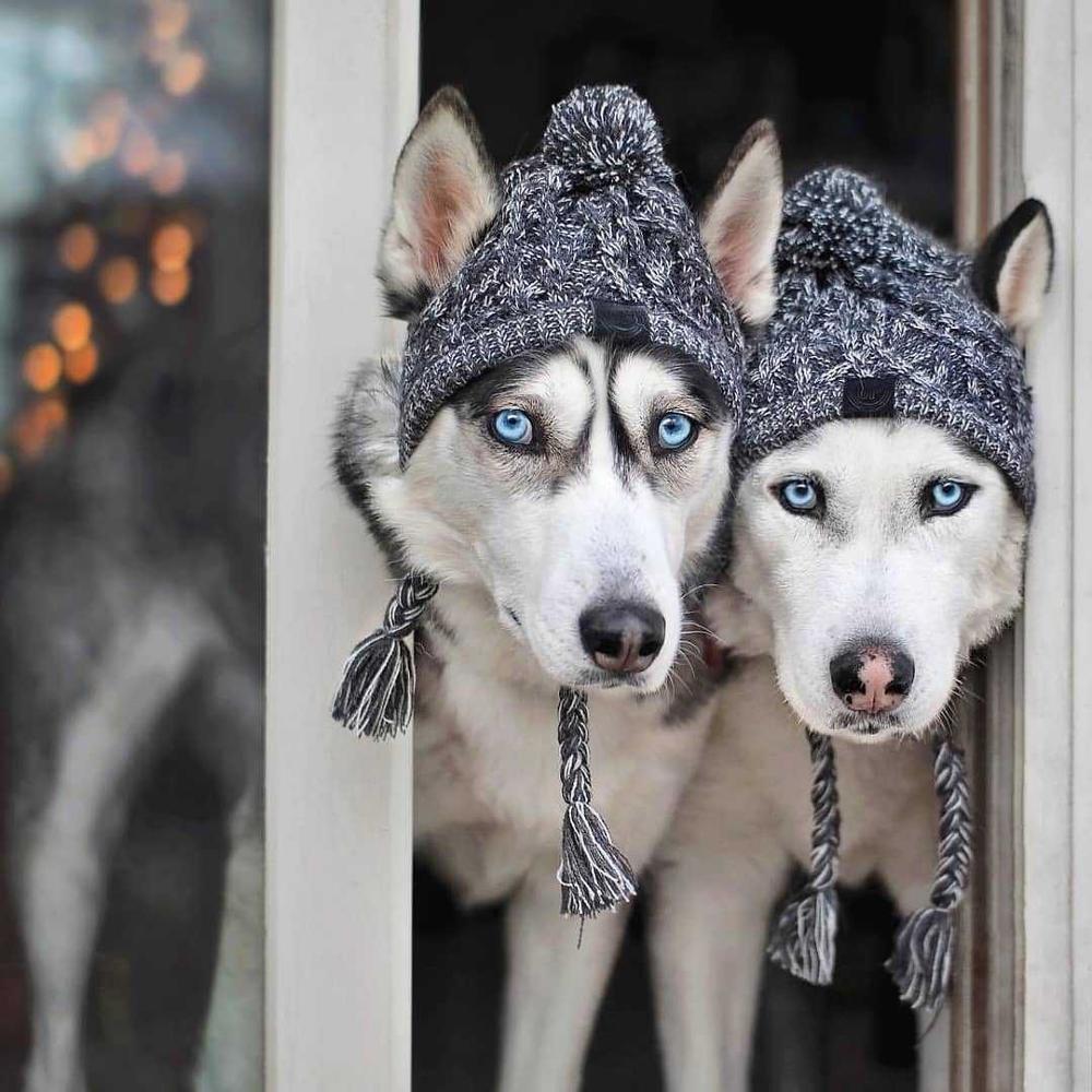 Bonnet en tricot chaud pour animal de compagnie automne-hiver avec pompon