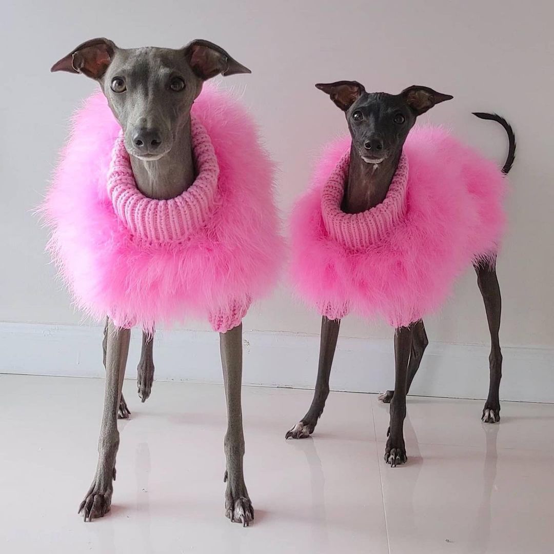 Pull pour animal de compagnie de luxe en plumes Haute Couture