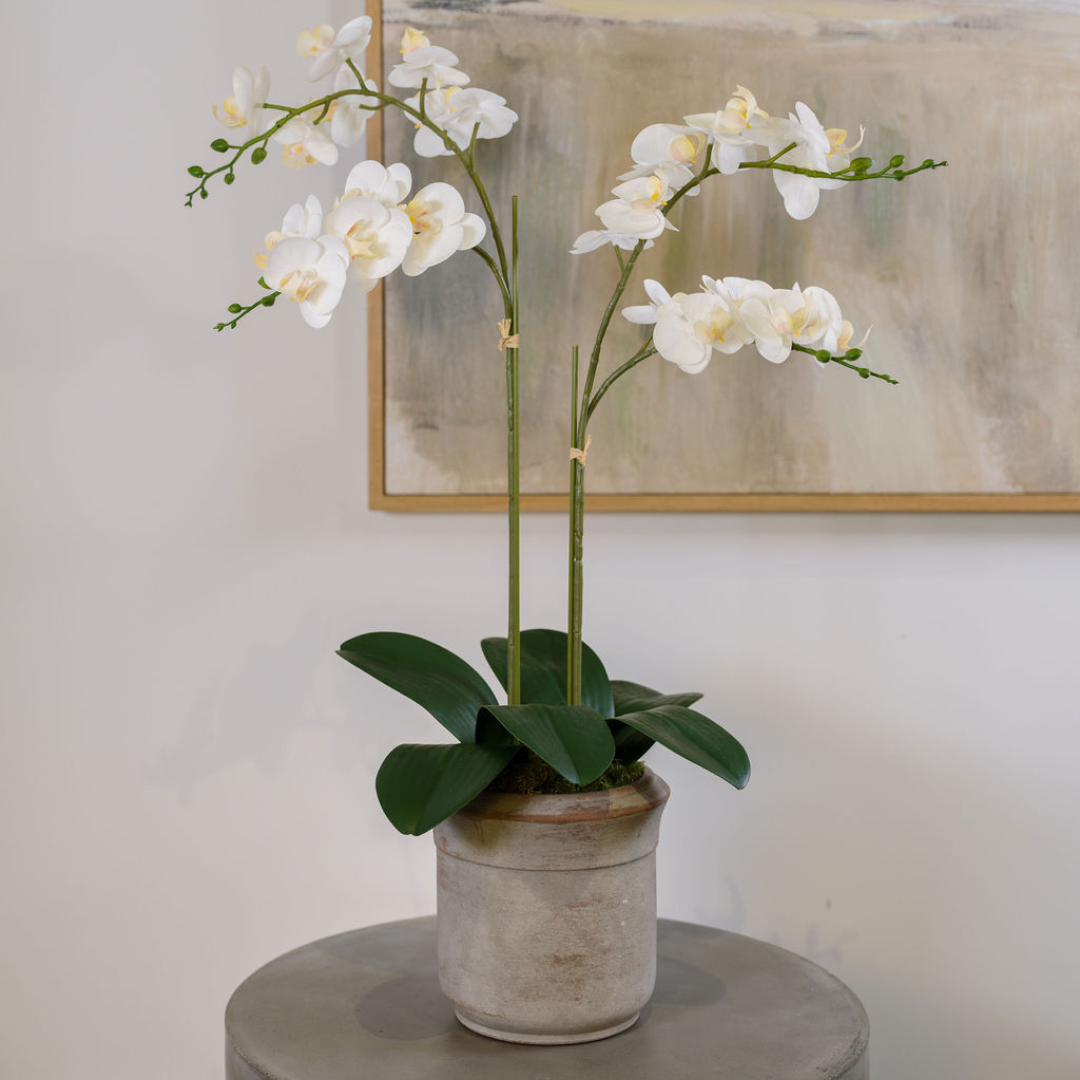 Orchidea Phalaenopsis artificiale bianca a 2 steli