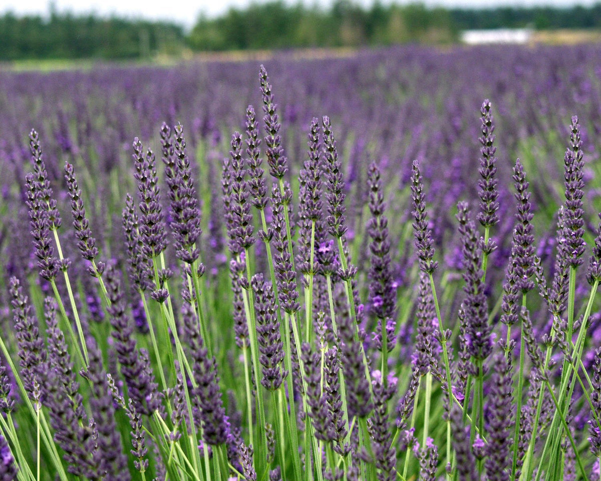 Grosso Lavender Plant - French Lavandula for Oil Sachets Bundles