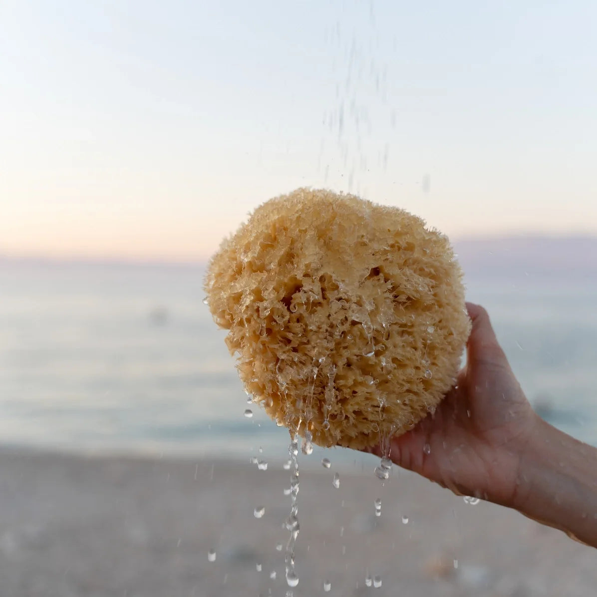 Éponge de mer - 100 % naturelle