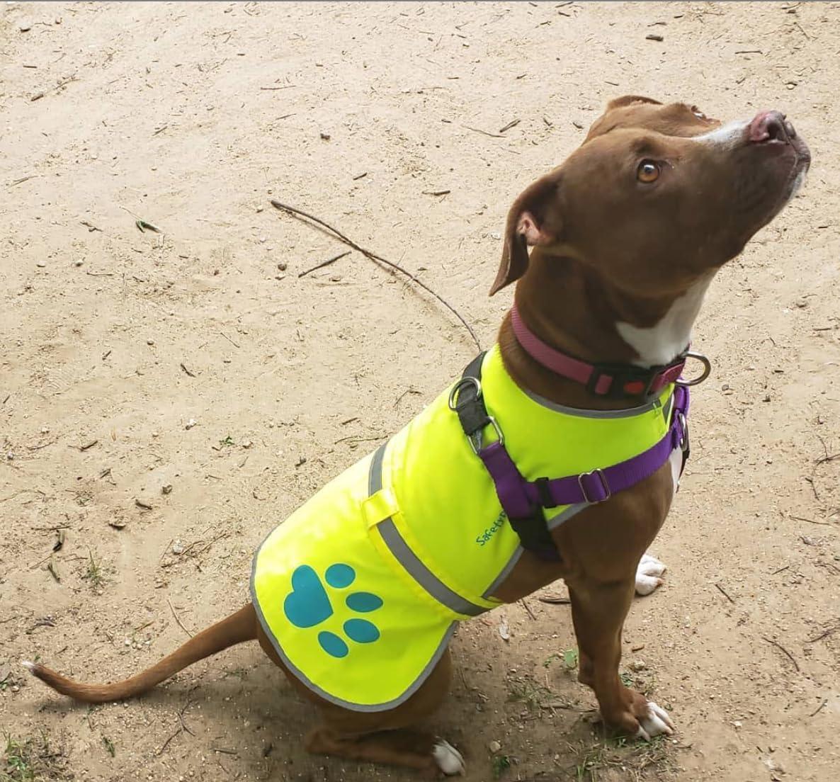 Gilet de sécurité réfléchissant pour chien haute visibilité, taille XL, jaune néon