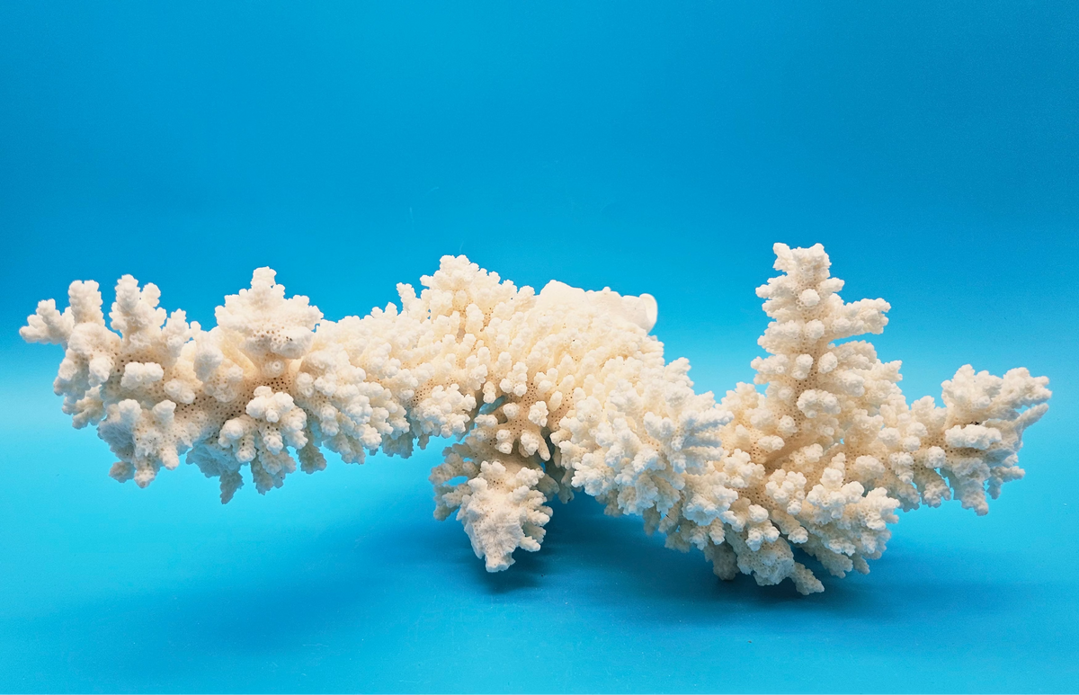 White Branch Coral Specimen (Acropora florida) - 12" x 10.5"