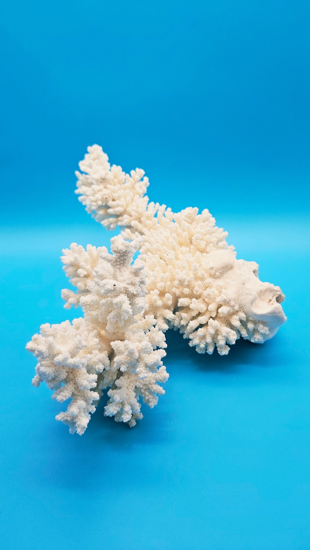 White Branch Coral Specimen (Acropora florida) - 12" x 10.5"