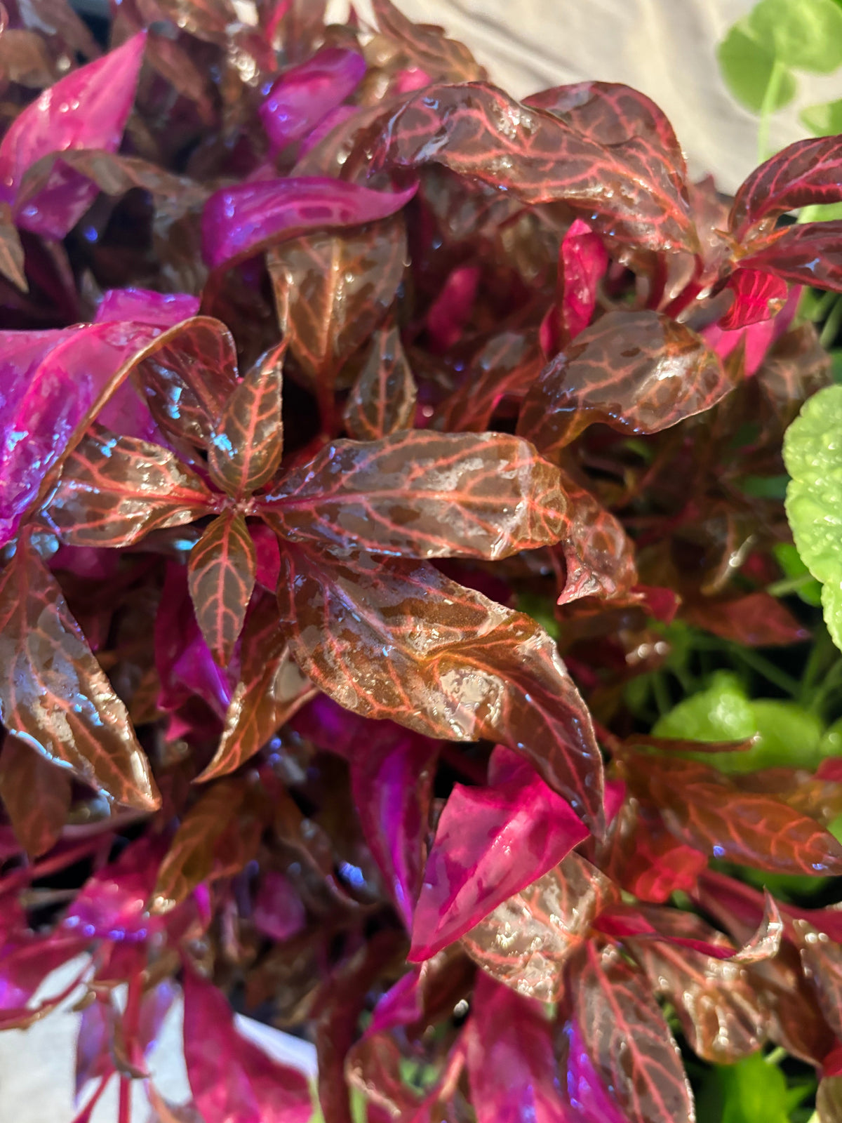 Alternanthera Rosanervig (6 tiges)