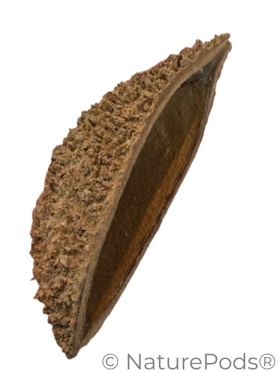 Baccelli di riccio di mare Bolsa Pastor