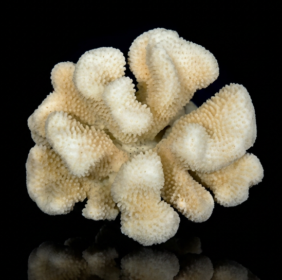 Cauliflower Coral (Pocillopora damicornis) - 3-14"