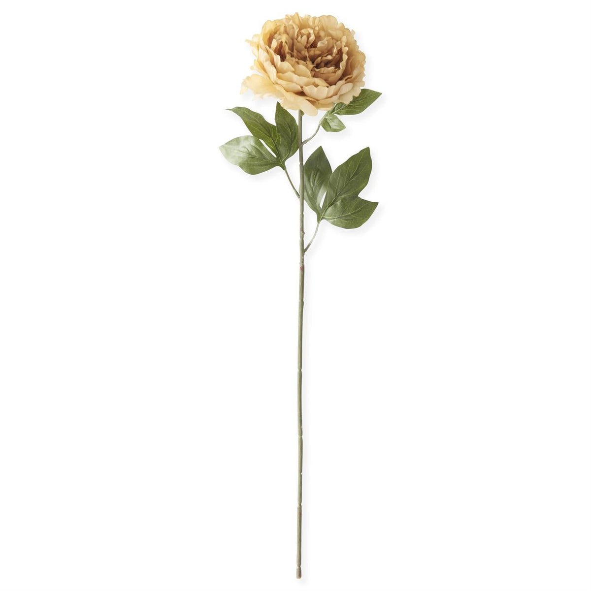 28" Cream Peony Stem – Faux Floral