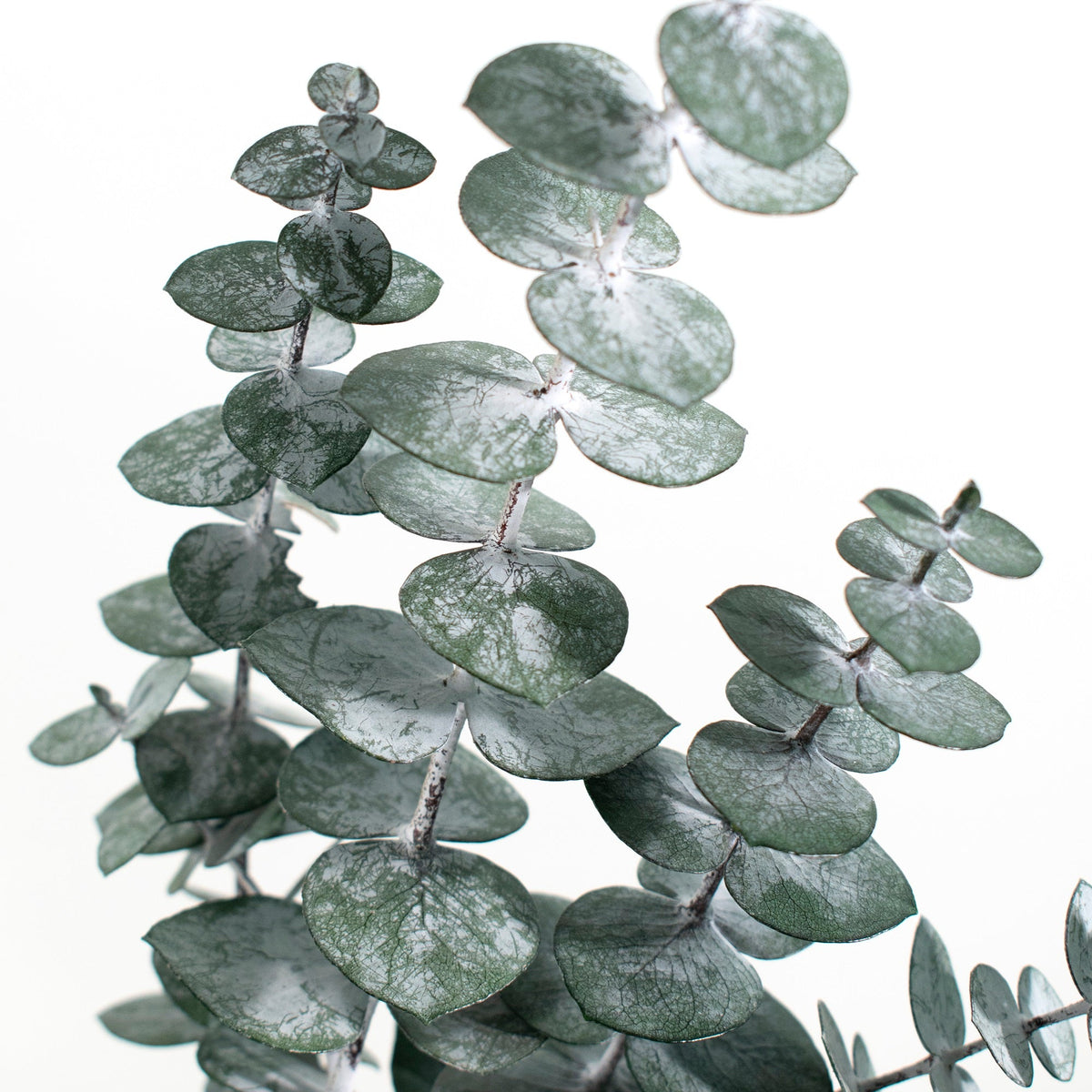 Preserved Baby Eucalyptus Bundle 8oz