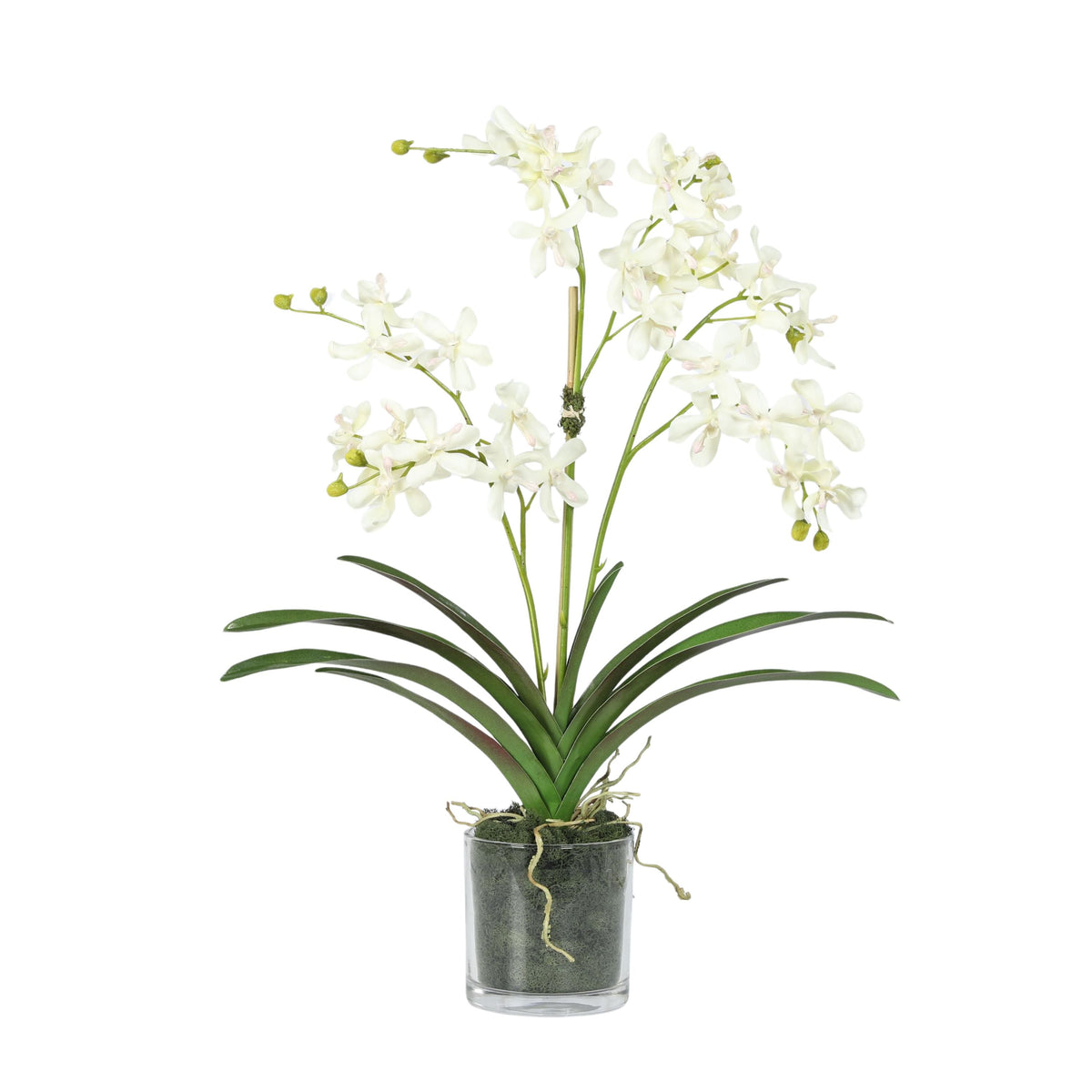 Composizione di orchidee in vaso - 61 cm