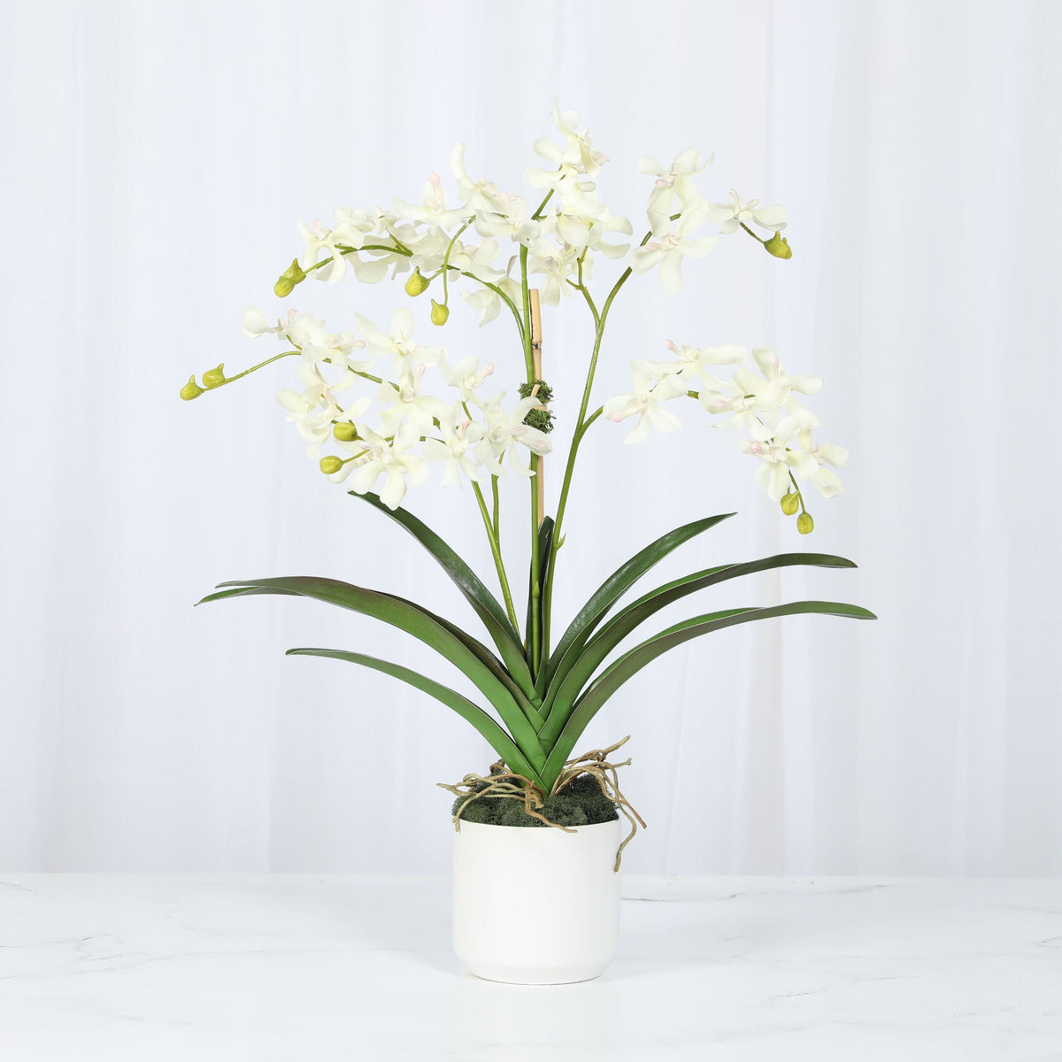 Composizione di orchidee in vaso - 61 cm