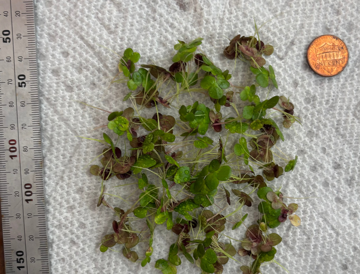 Giant Duck Weed "Spirodela Polyrhiza"