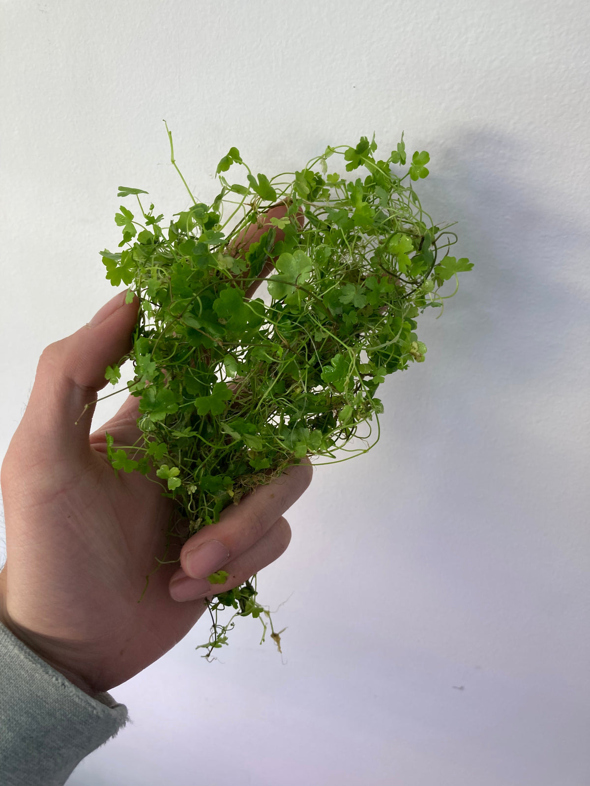 Hydrocotyle tripartita 'Japan'