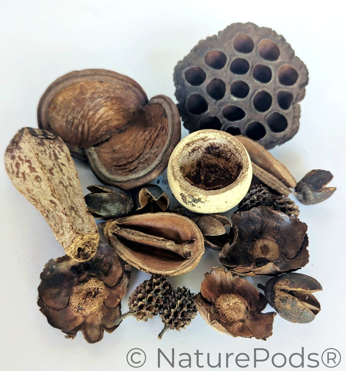 Assortiment de gousses botaniques