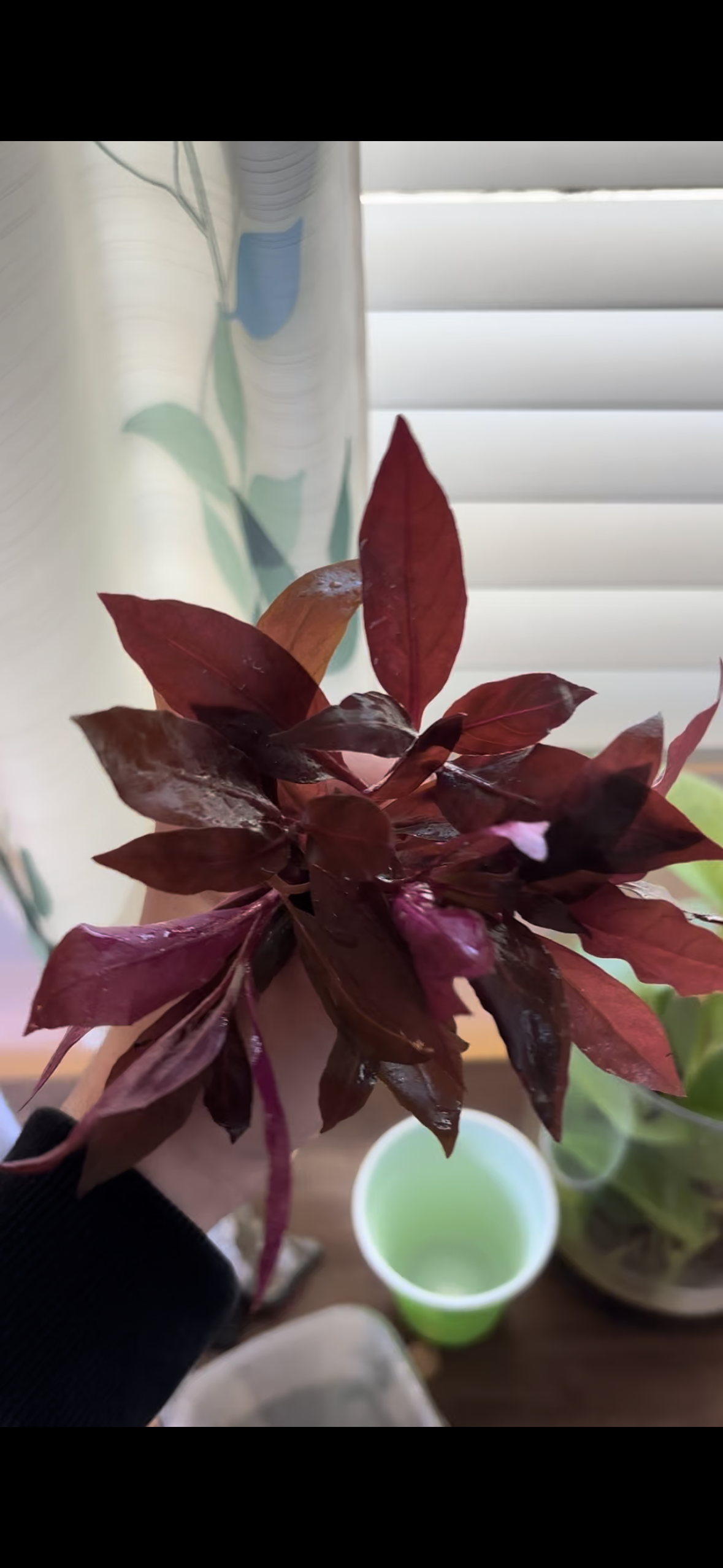 Alternanthera Reineckii "mini" (6+ steli)