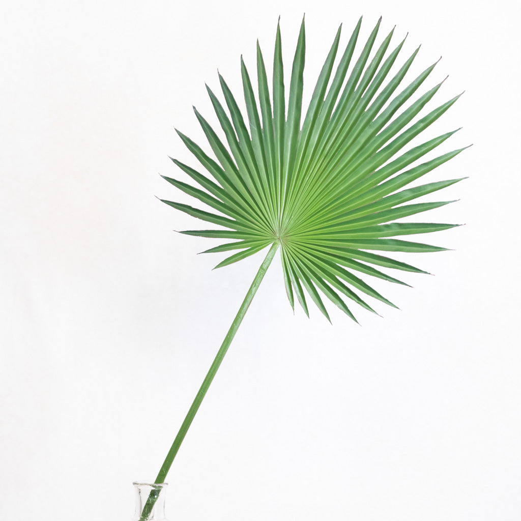 Fan Palm Spray 44"L