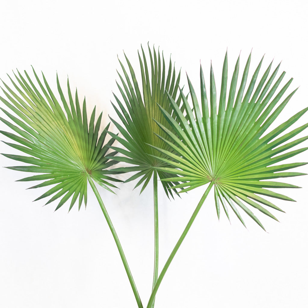 Fan Palm Spray 44"L