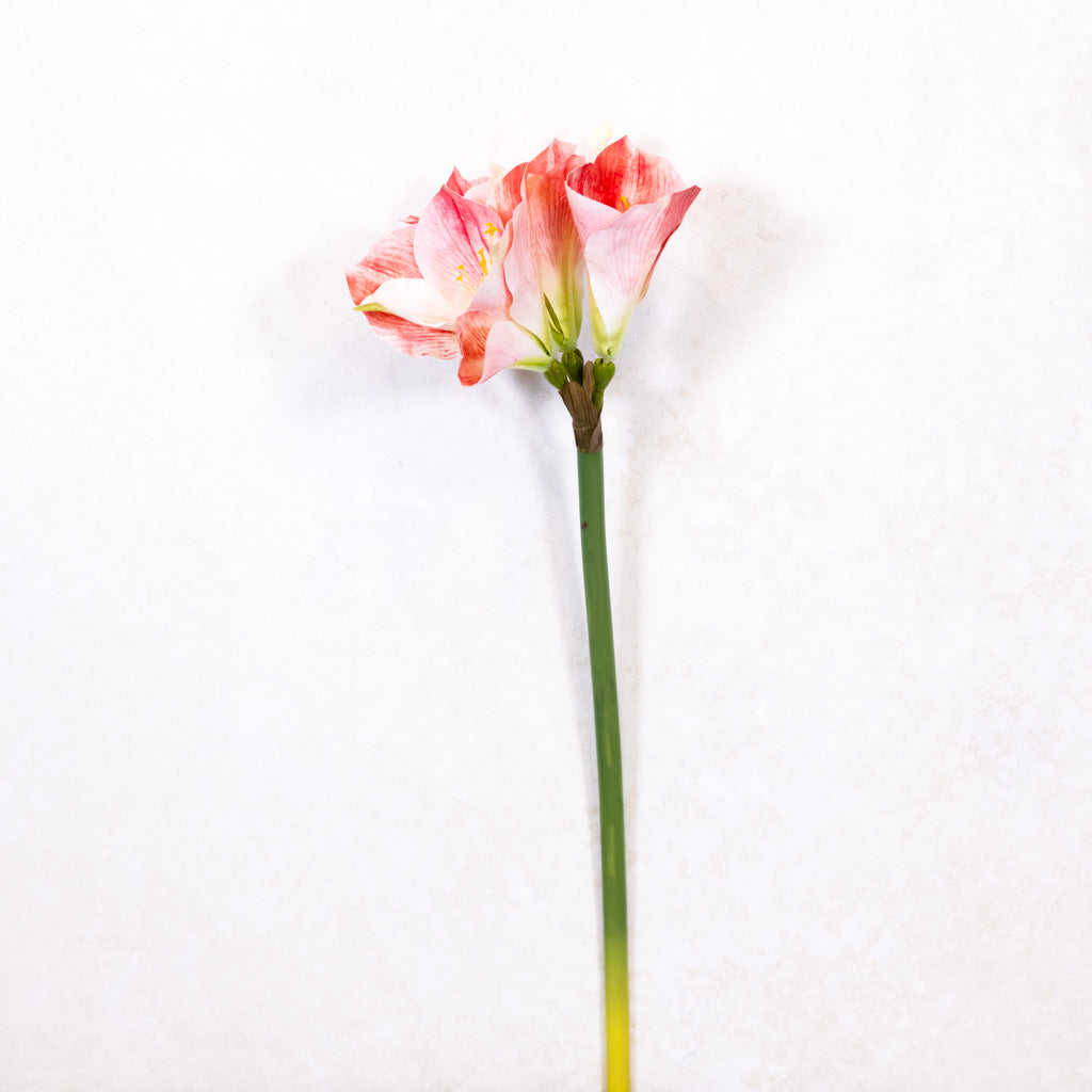 Stelo di Amaryllis crema rosato