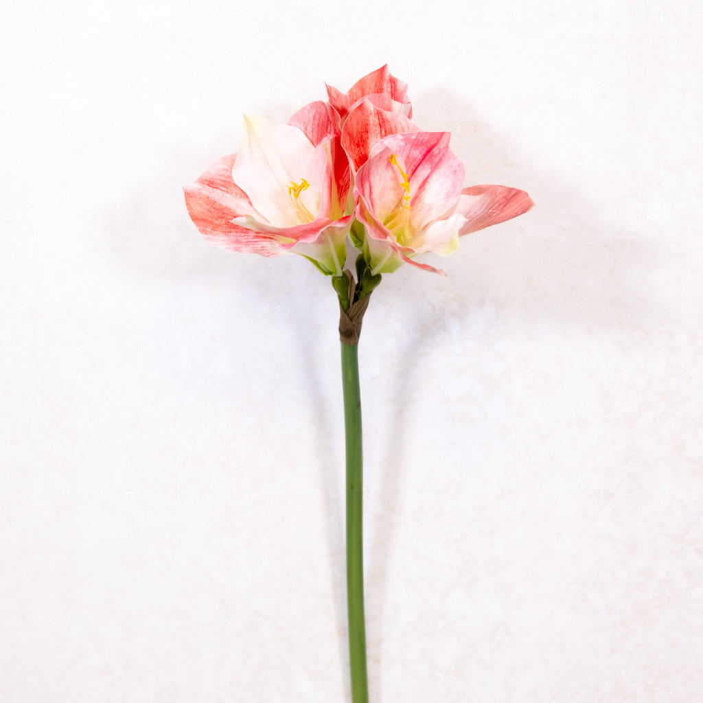 Amaryllis Pink Cream Stem